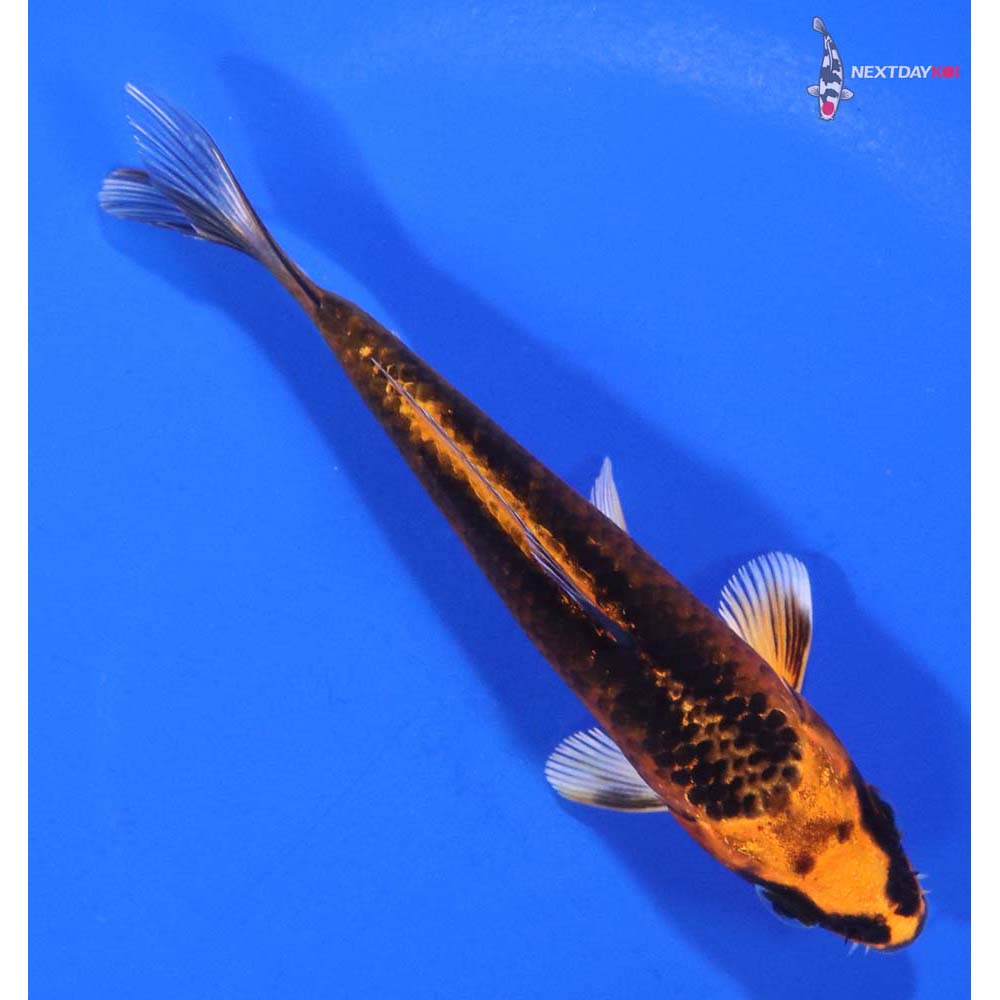 4.5” Imported Orenji Matsuba