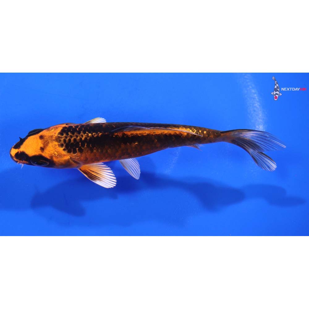 4.5” Imported Orenji Matsuba