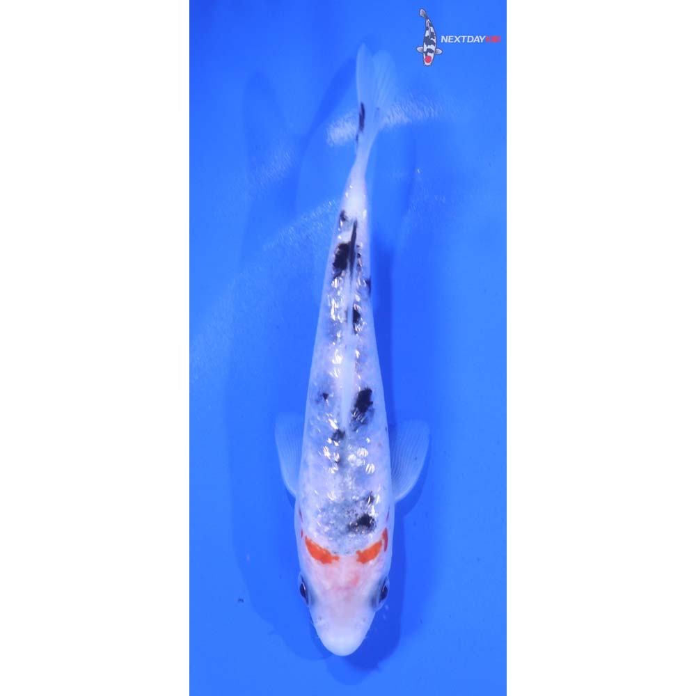 5” Imported Gin Rin Sanke