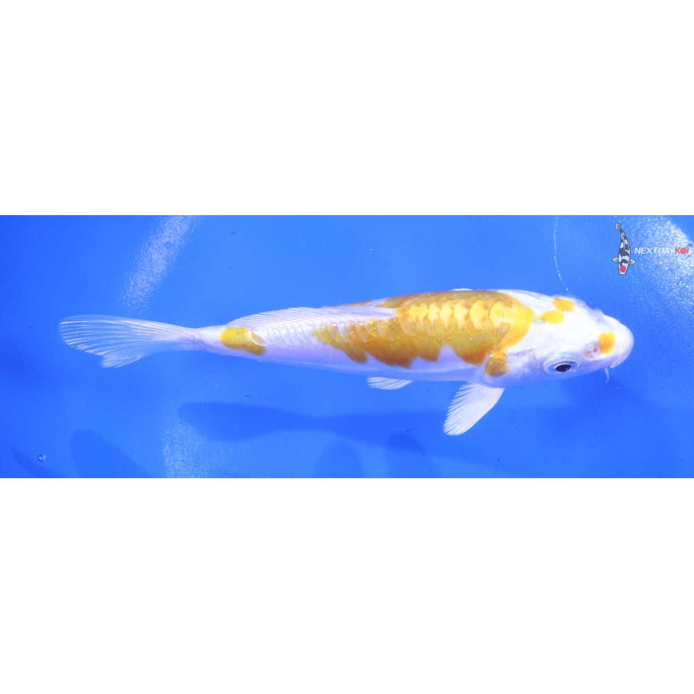 5” Imported Doitsu Lemon Hariwake