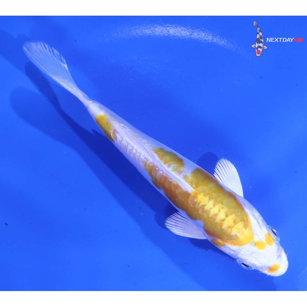 5” Imported Doitsu Lemon Hariwake