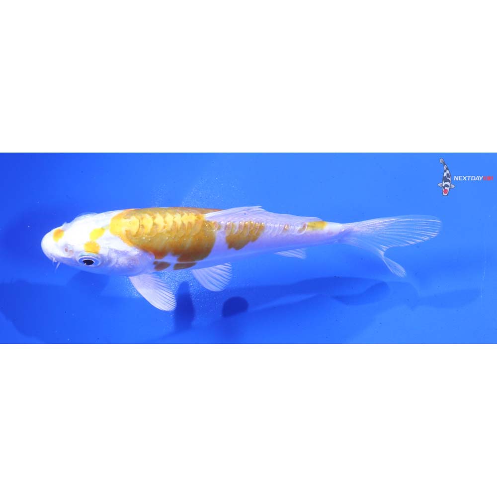 5” Imported Doitsu Lemon Hariwake