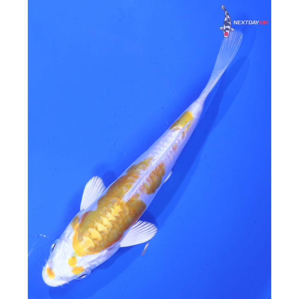 5” Imported Doitsu Lemon Hariwake