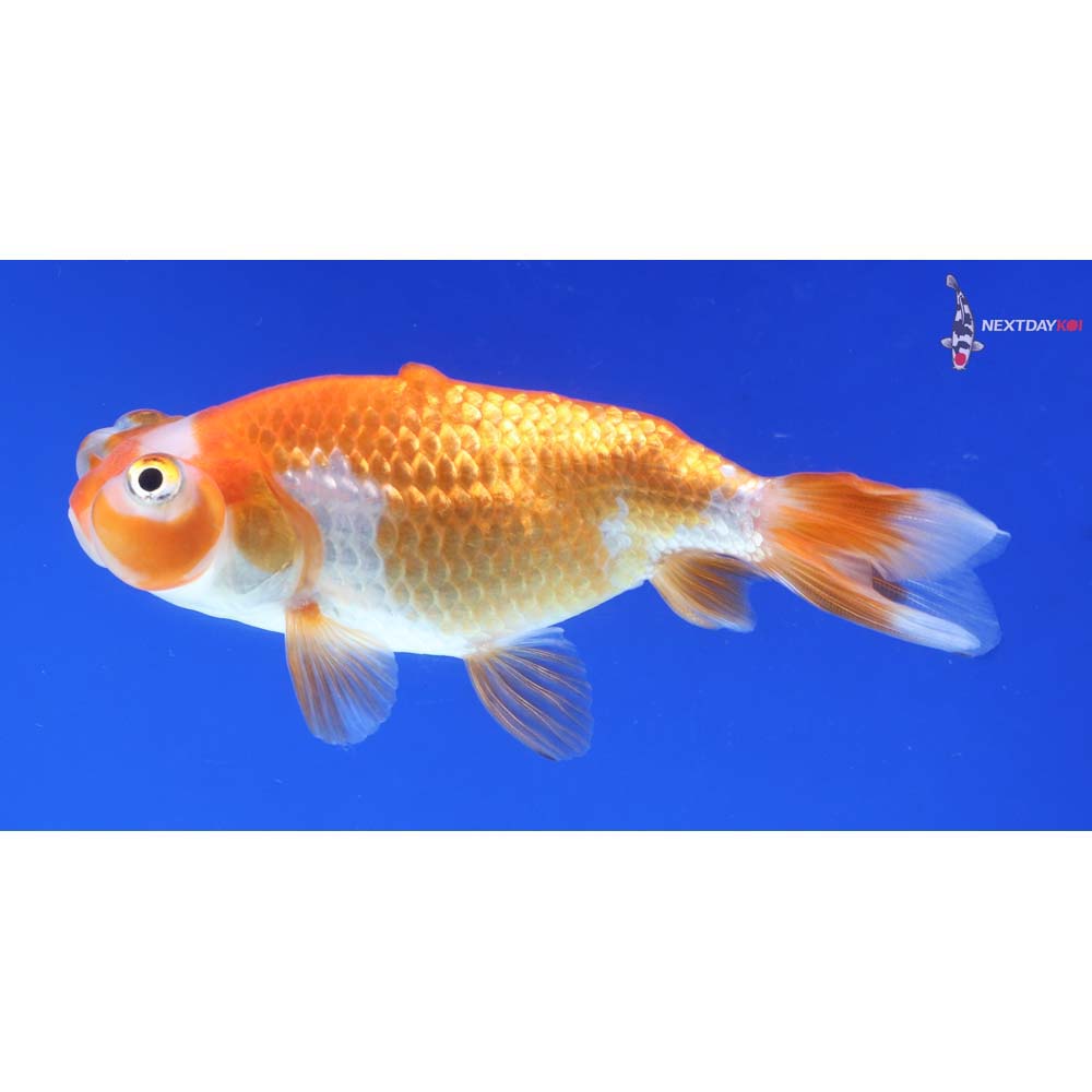 3” Imported Red and White Bubble Eye