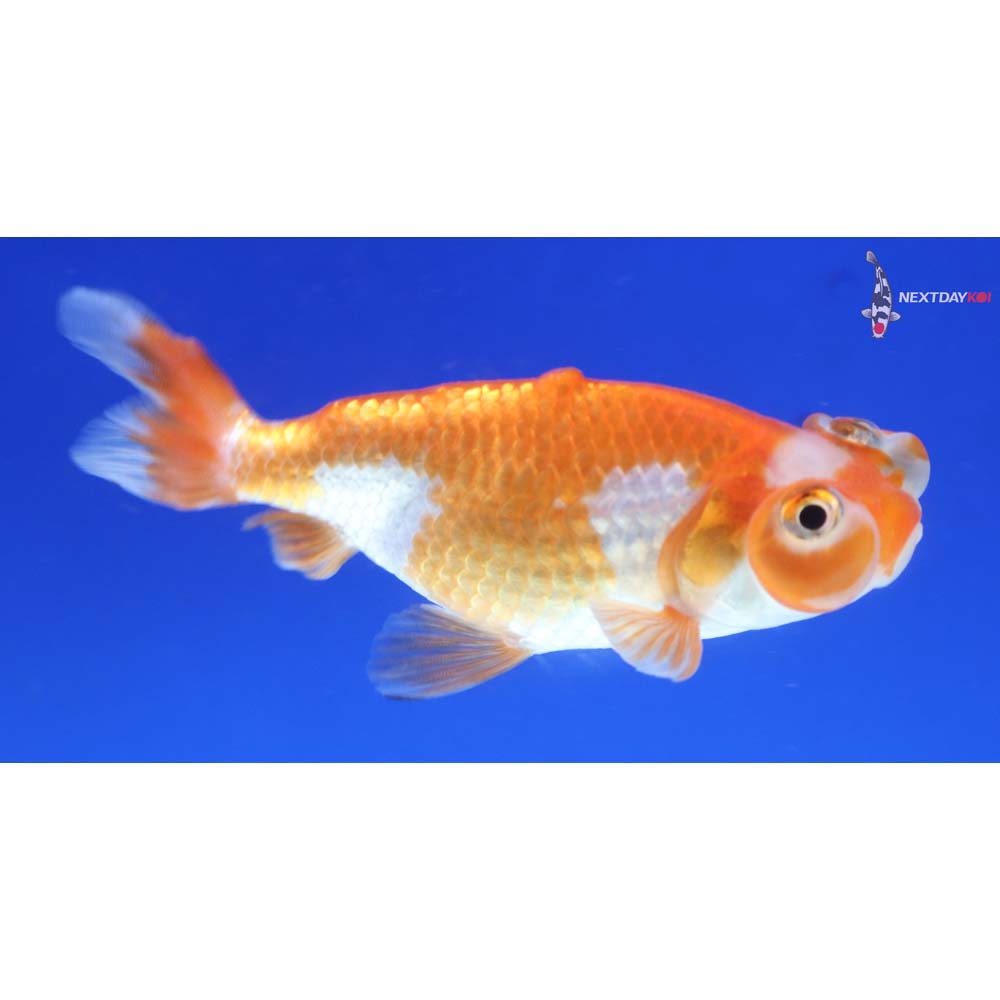 3” Imported Red and White Bubble Eye