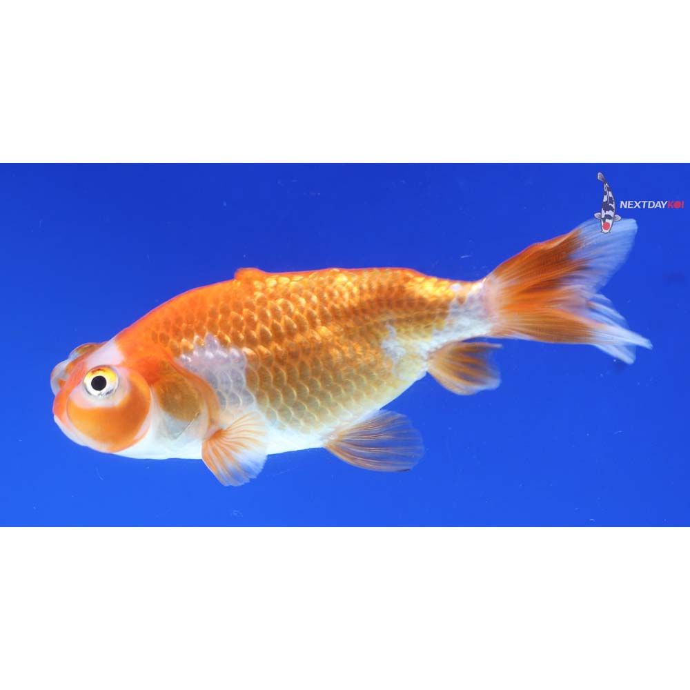 3” Imported Red and White Bubble Eye