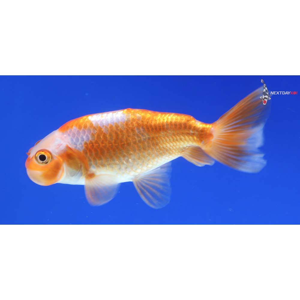 3” Imported Red and White Bubble Eye