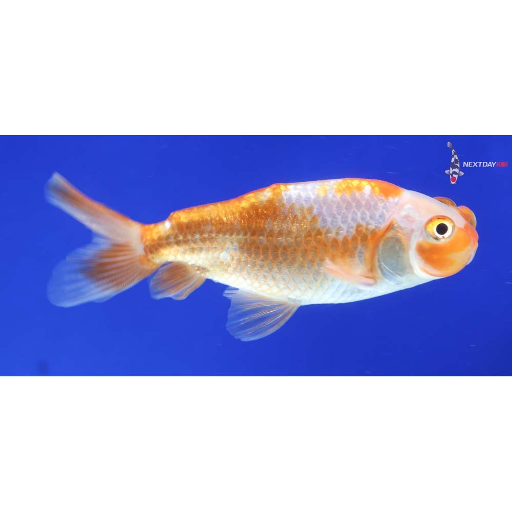 3” Imported Red and White Bubble Eye