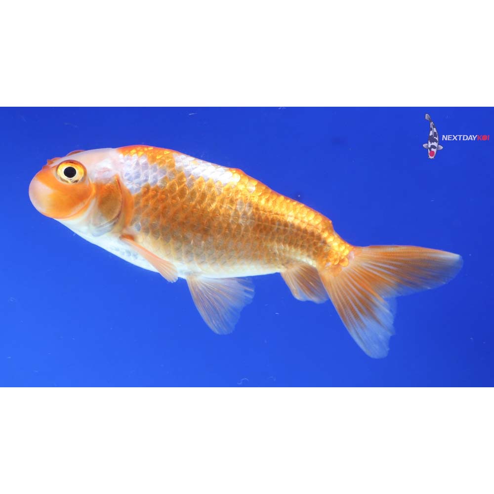 3” Imported Red and White Bubble Eye