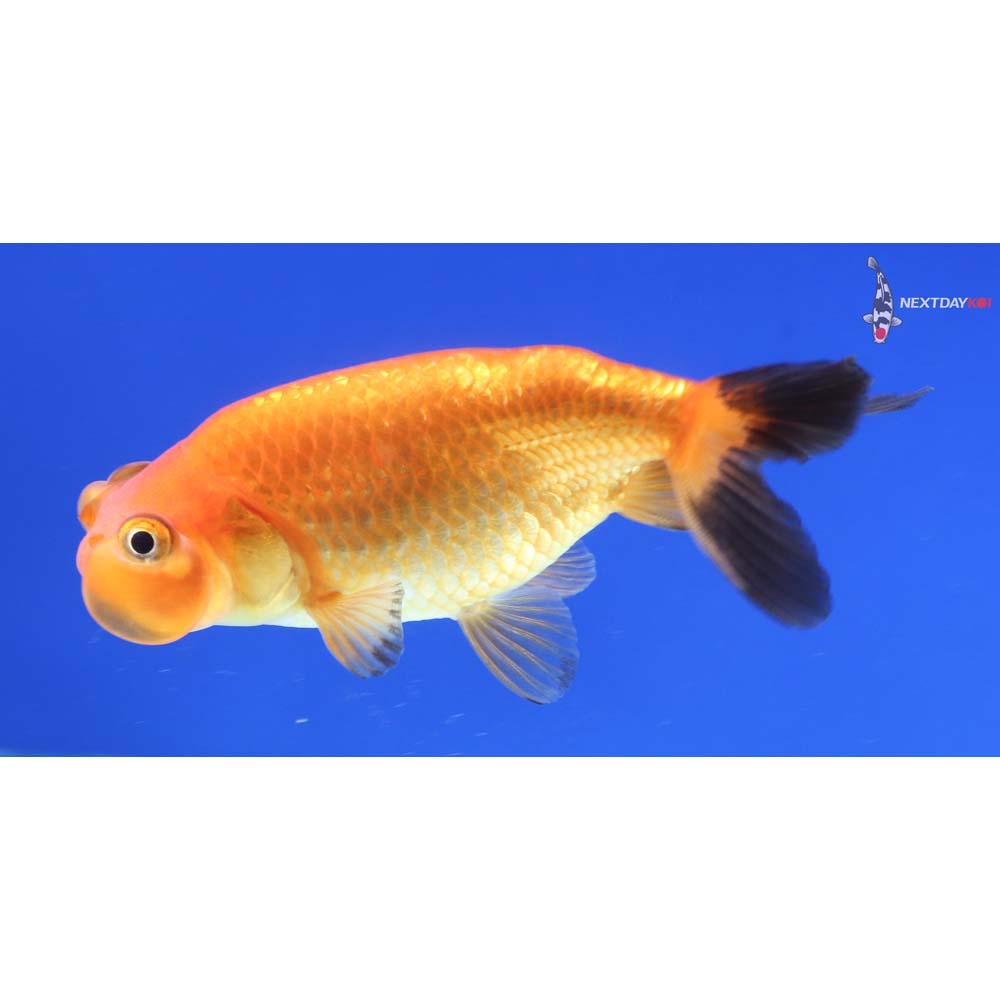 3.5” Imported Red and Black Bubble Eye