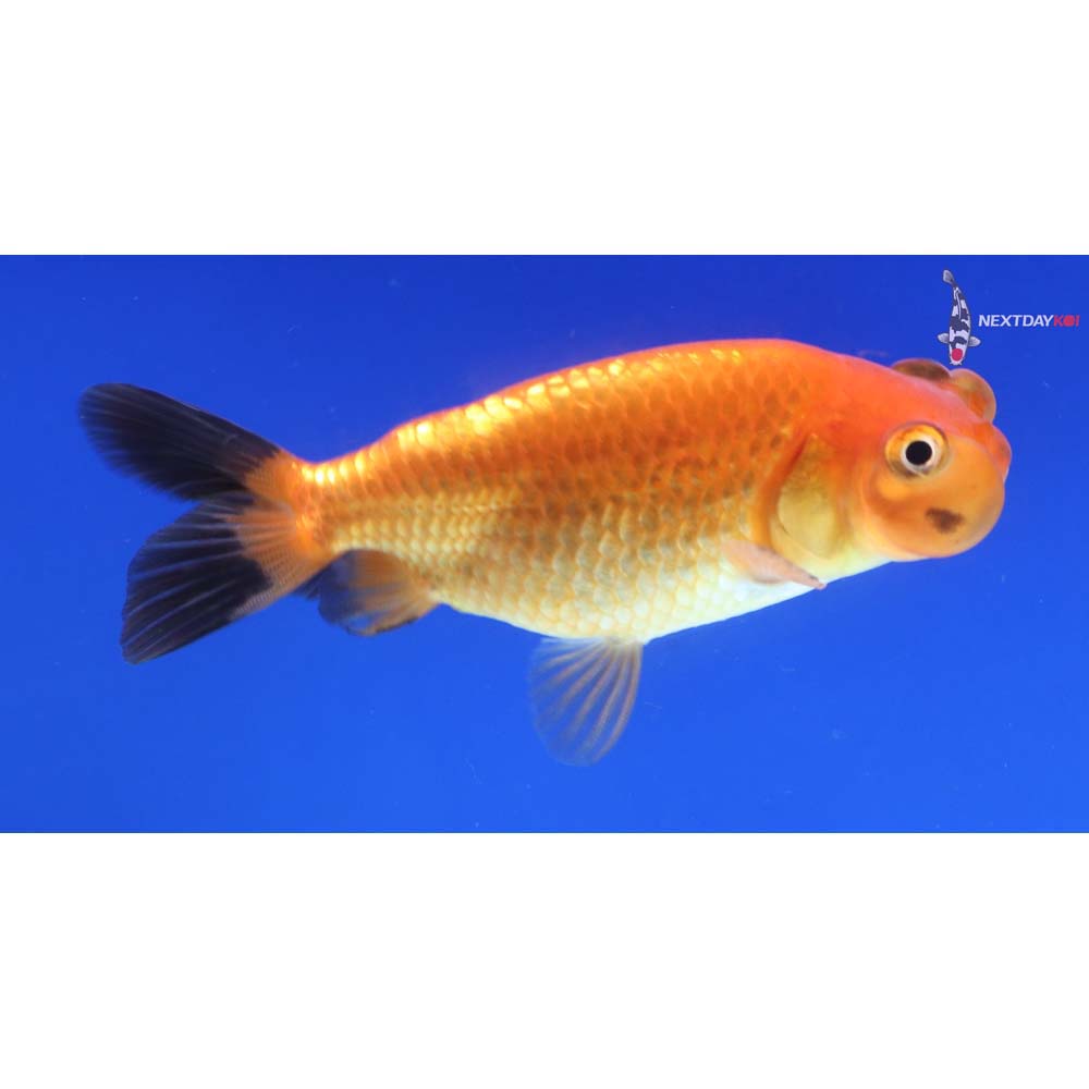 3.5” Imported Red and Black Bubble Eye