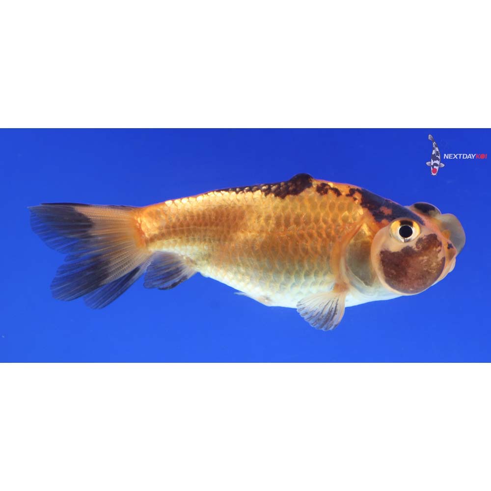 2.5” Imported Red and Black Bubble Eye