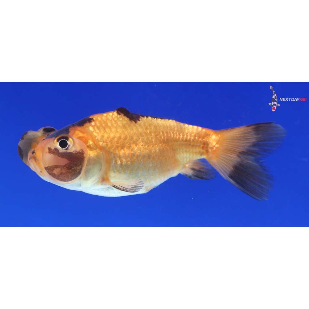 2.5” Imported Red and Black Bubble Eye