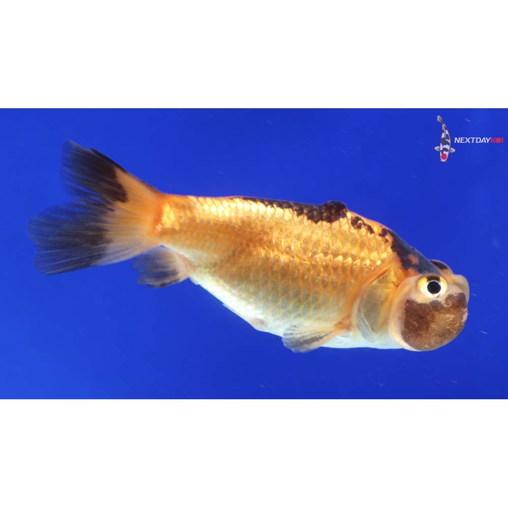 2.5” Imported Red and Black Bubble Eye