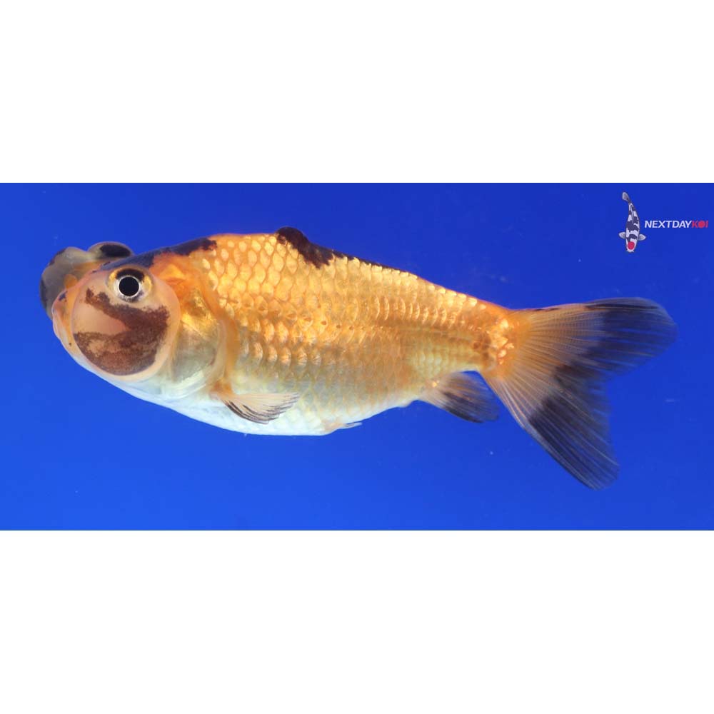 2.5” Imported Red and Black Bubble Eye