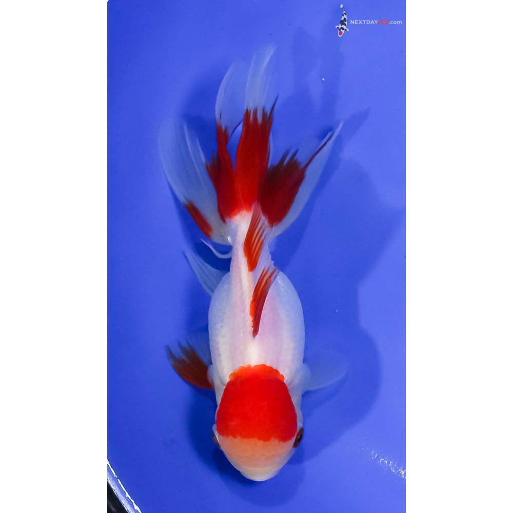 6” Imported Red and White Oranda