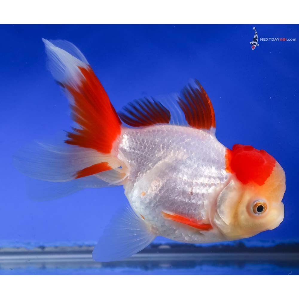6” Imported Red and White Oranda