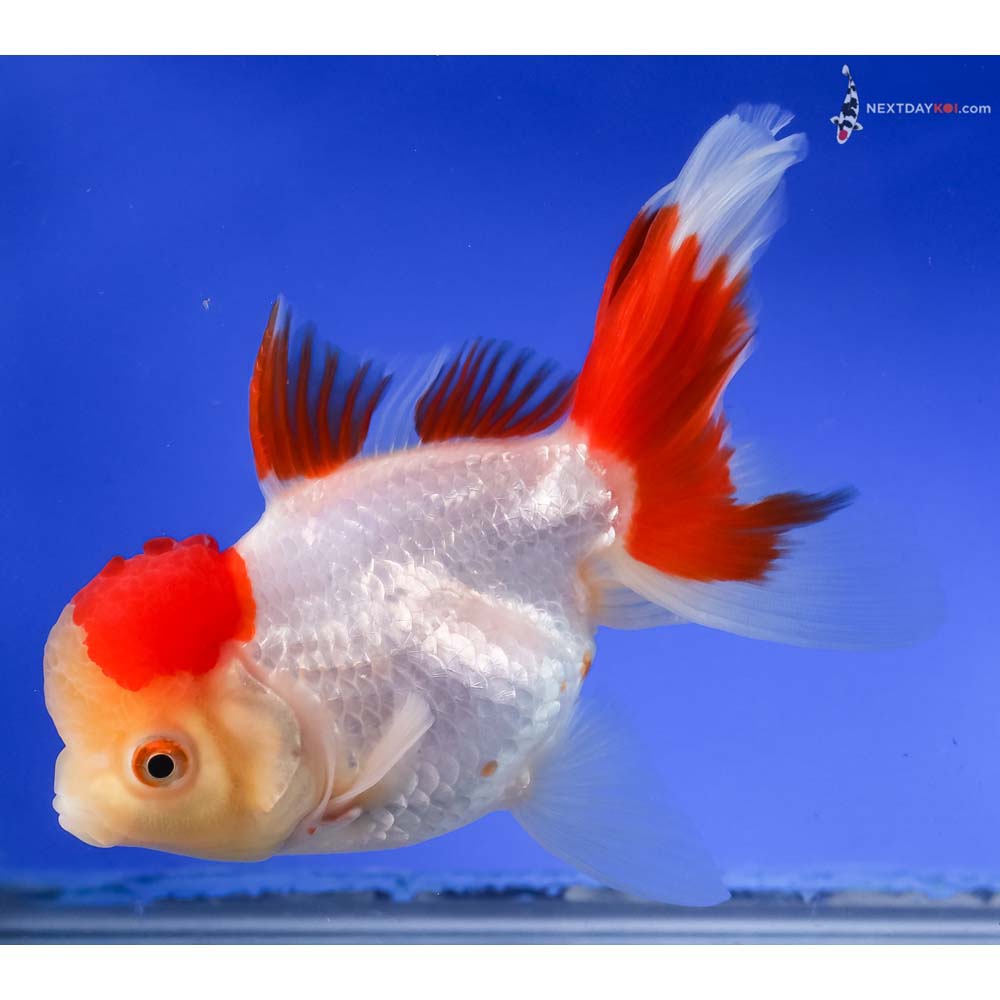 6” Imported Red and White Oranda