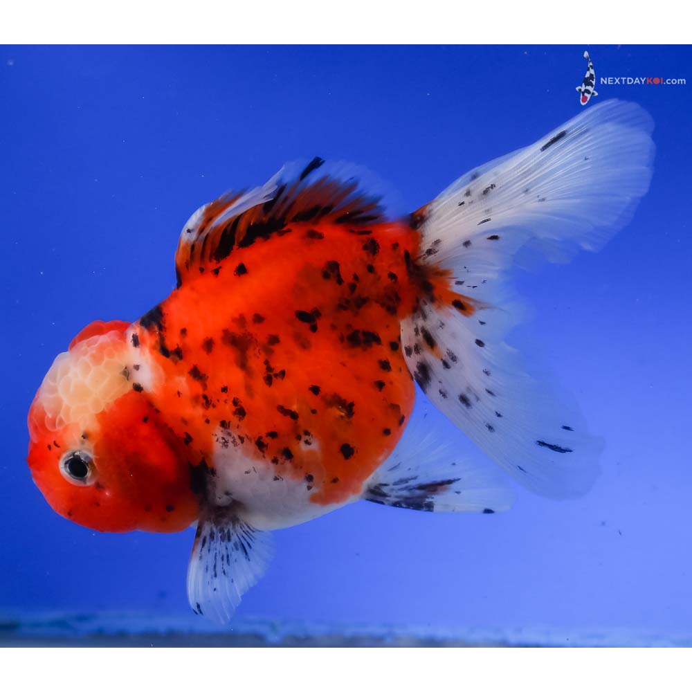 5” Imported Calico Oranda