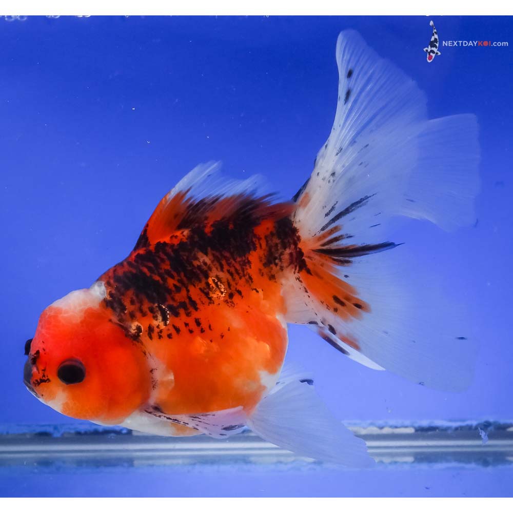 6” Imported Tri Color Oranda