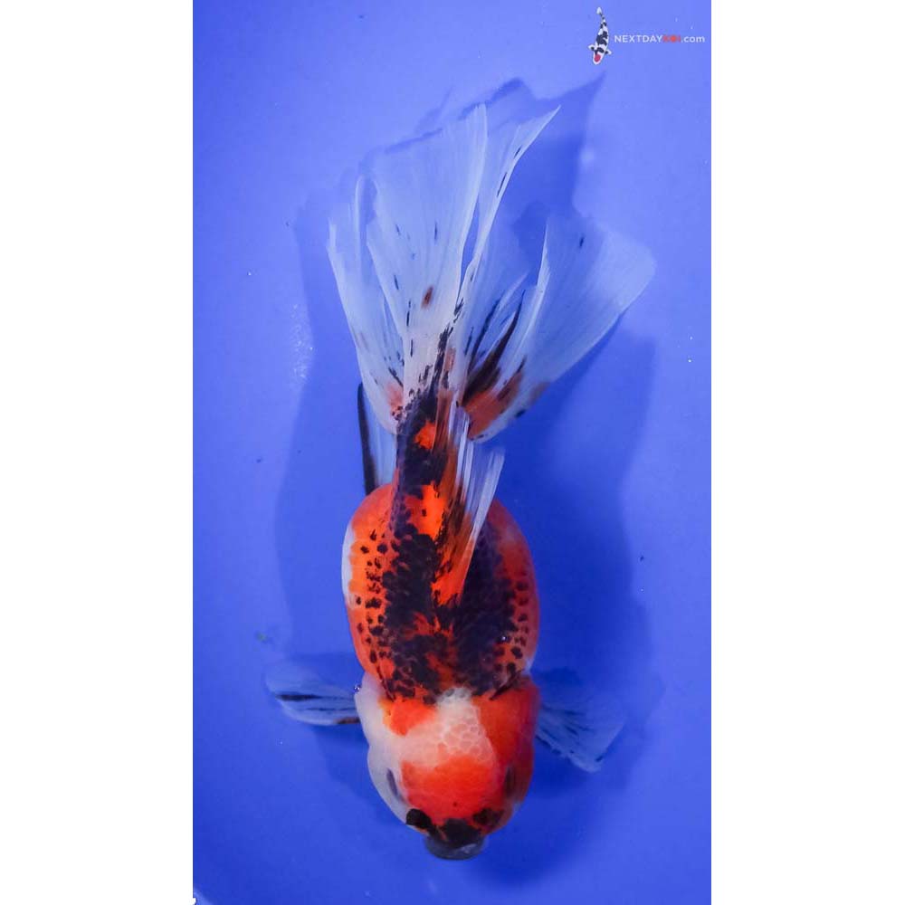 6” Imported Tri Color Oranda
