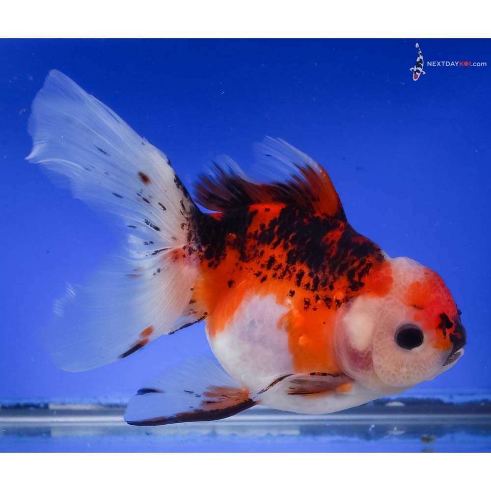6” Imported Tri Color Oranda