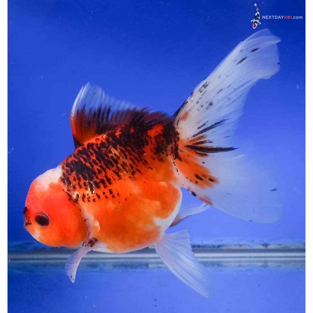6” Imported Tri Color Oranda