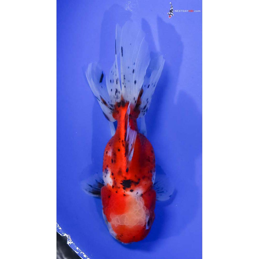 5” Imported Calico Oranda