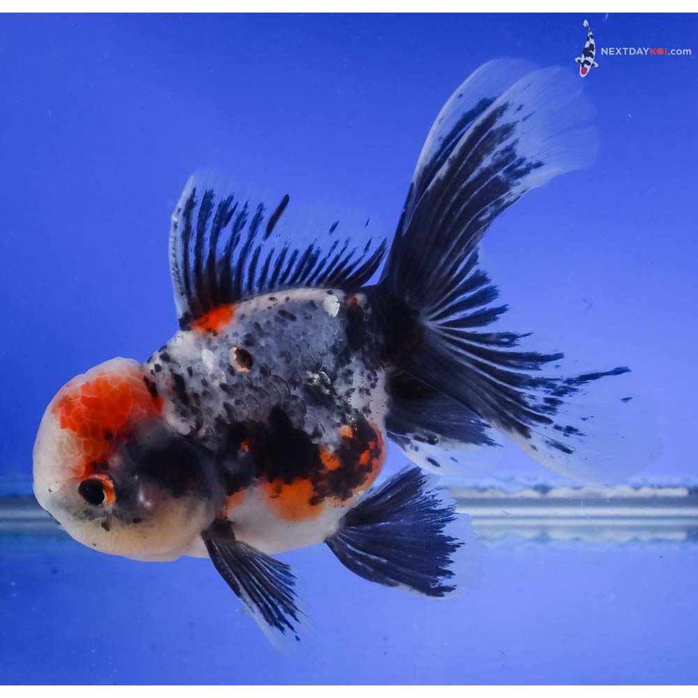 6” Imported Calico Oranda