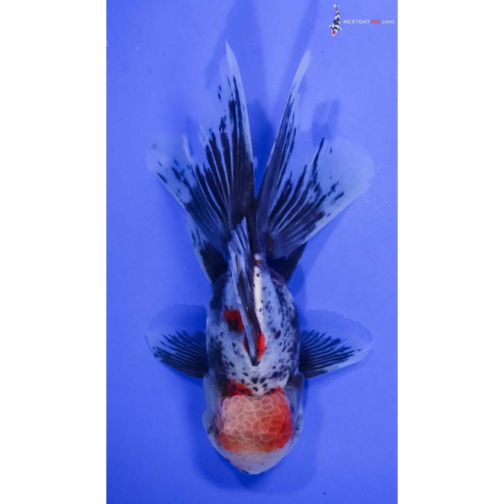 6” Imported Calico Oranda