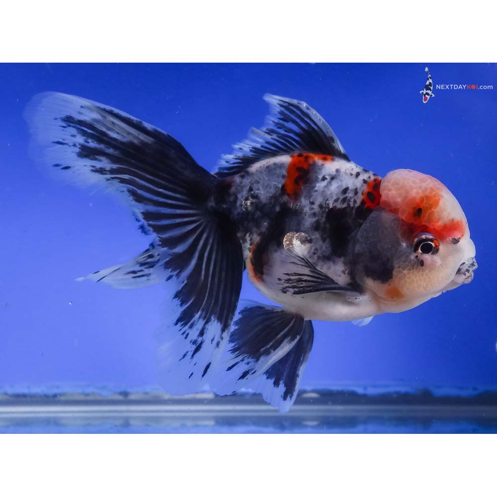 6” Imported Calico Oranda