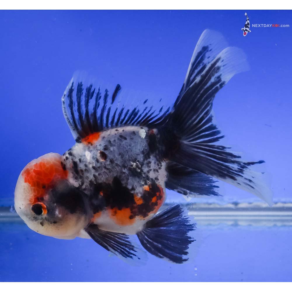 6” Imported Calico Oranda
