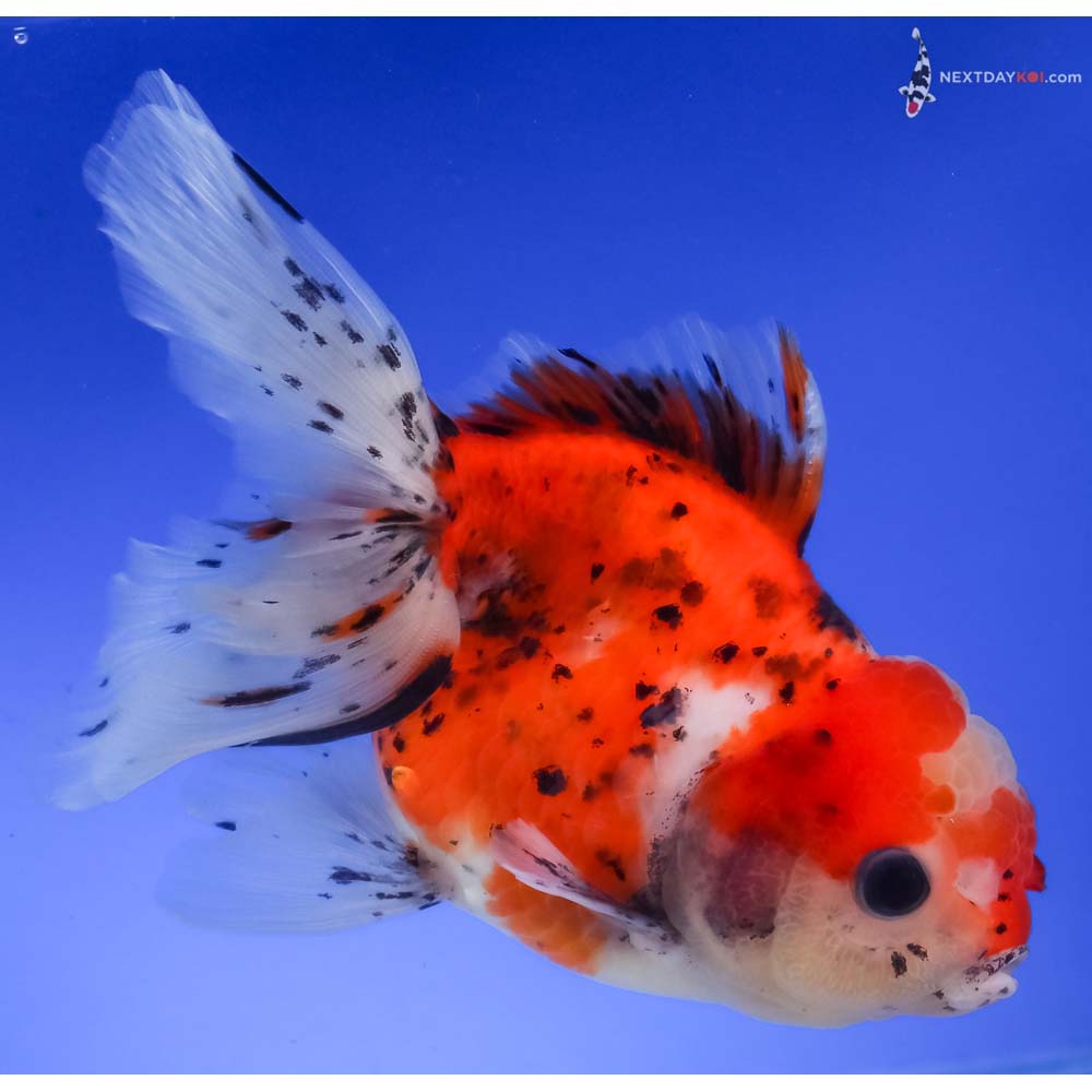 5” Imported Calico Oranda