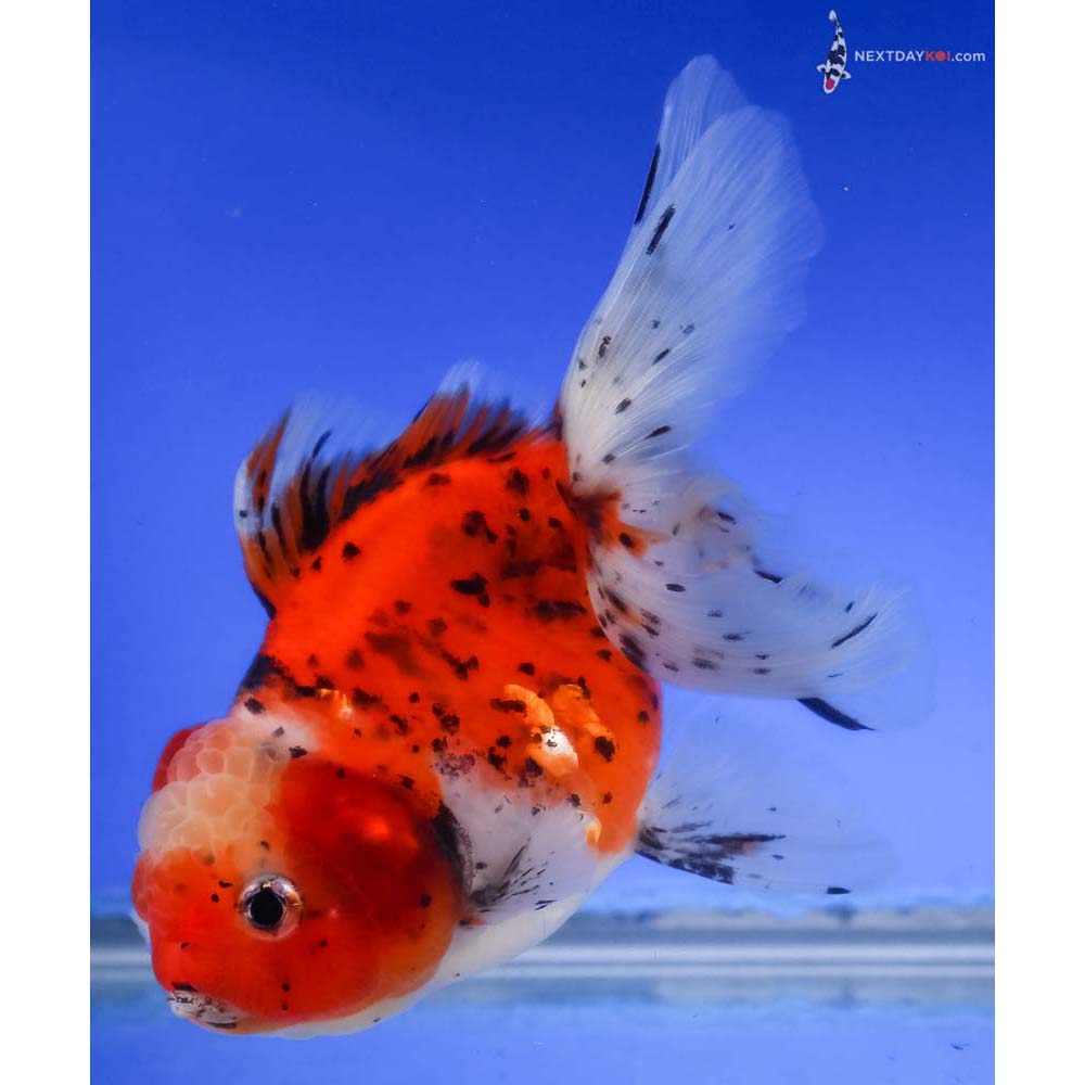 5” Imported Calico Oranda