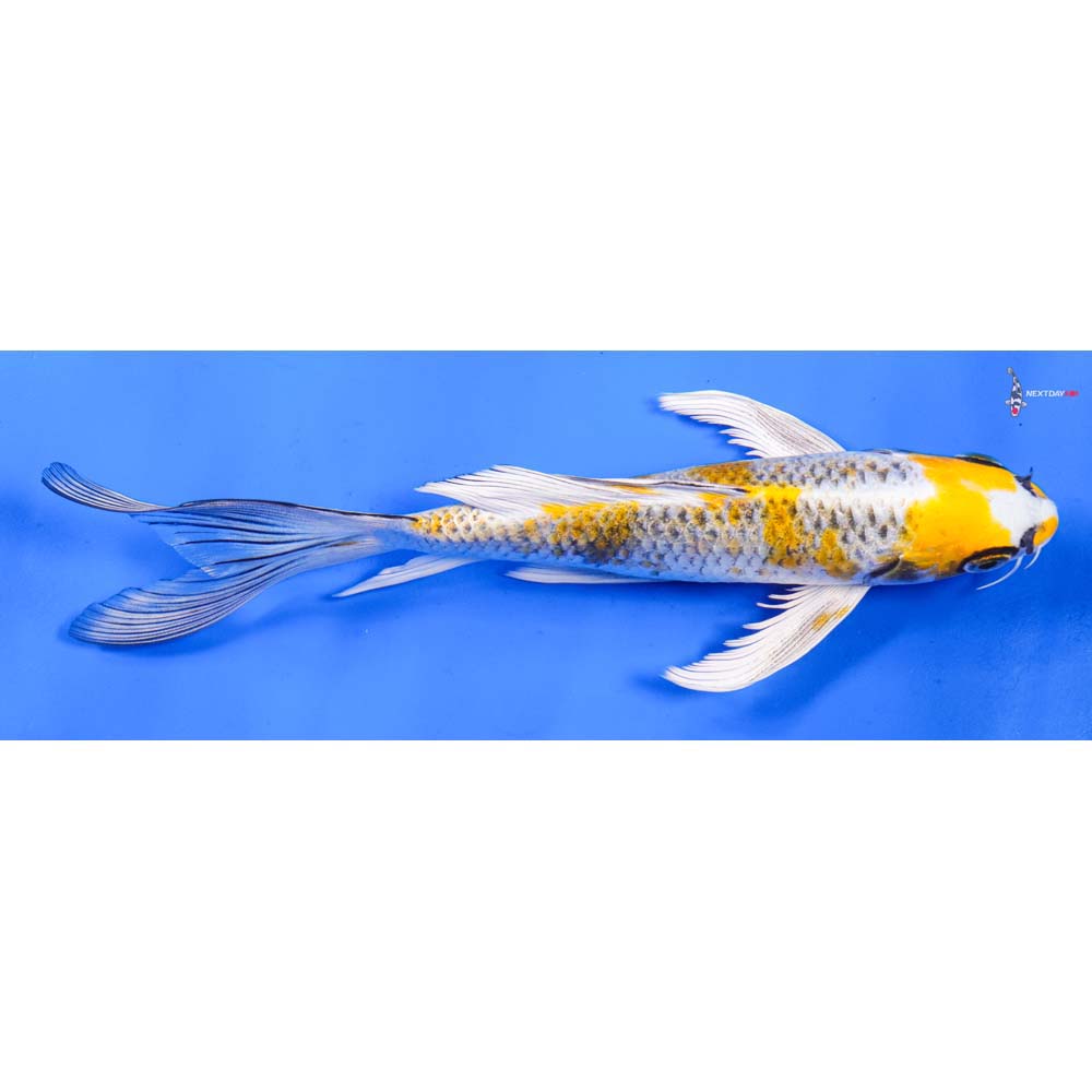 8” Imported Kujaku Butterfly Koi