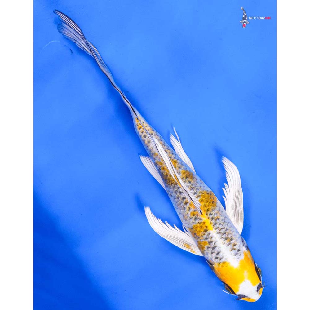 8” Imported Kujaku Butterfly Koi