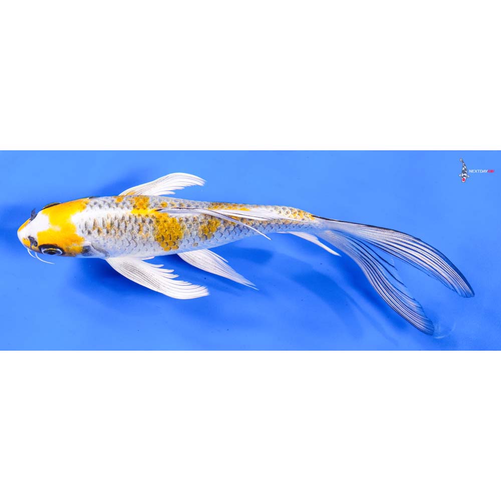 8” Imported Kujaku Butterfly Koi
