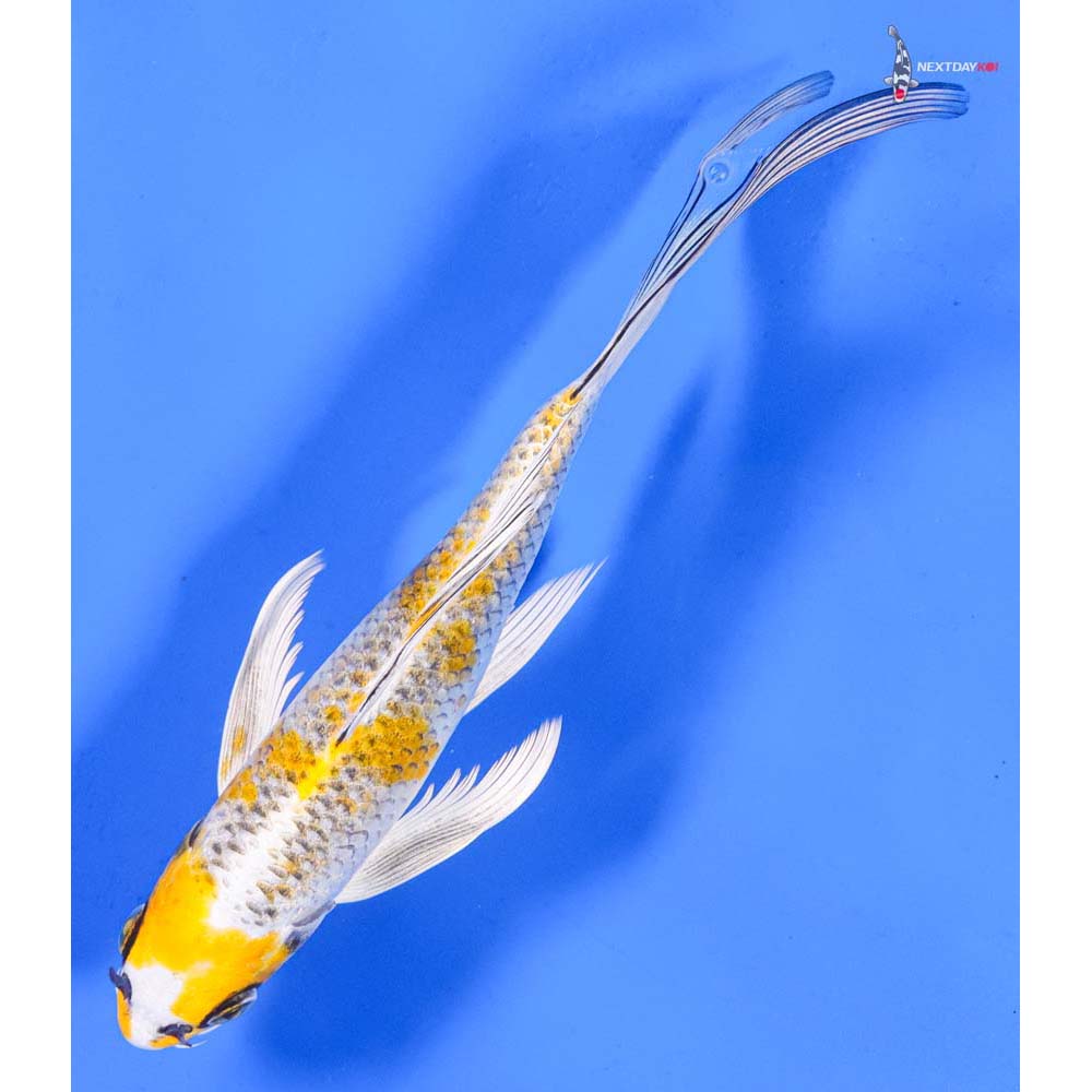8” Imported Kujaku Butterfly Koi