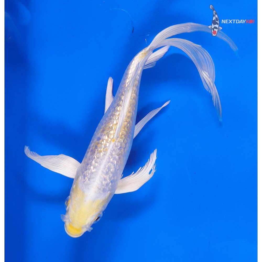 7” Imported Gin Rin Lemon Hariwake Butterfly Koi