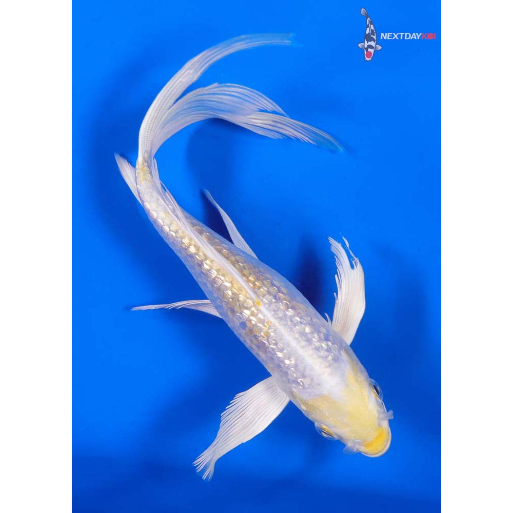 7” Imported Gin Rin Lemon Hariwake Butterfly Koi
