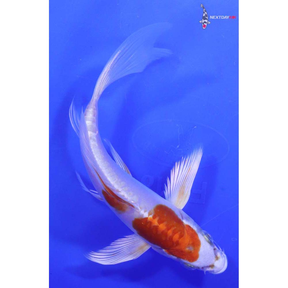 5.5” Imported Kikusui Butterfly Koi