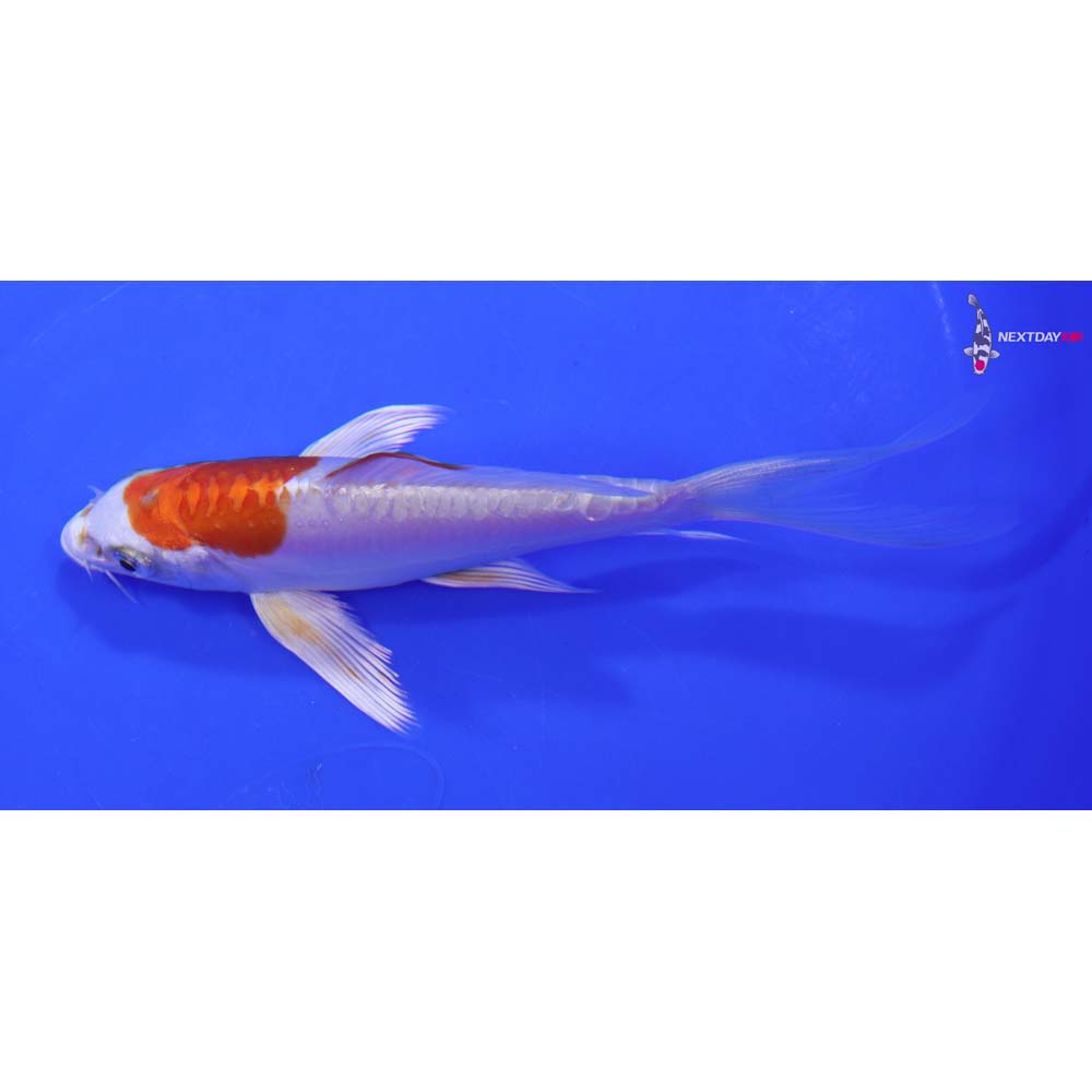 5.5” Imported Kikusui Butterfly Koi