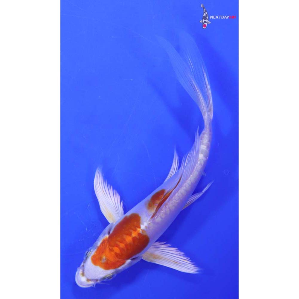 5.5” Imported Kikusui Butterfly Koi