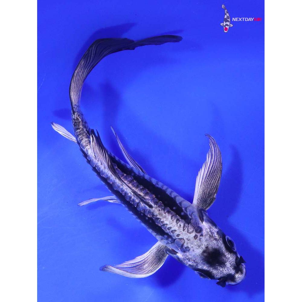 6” Imported Kikokuryu Butterfly Koi