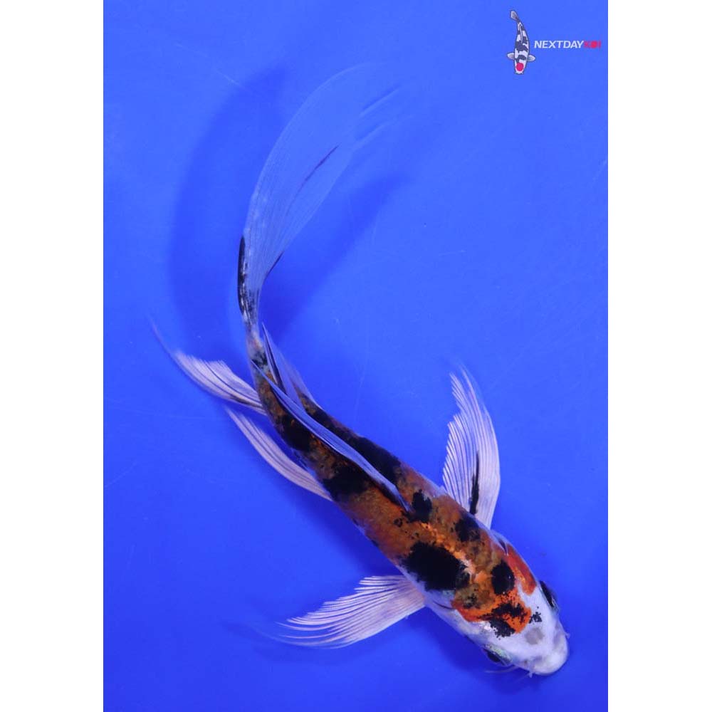 6.5” Imported Yamato Nishiki Butterfly Koi
