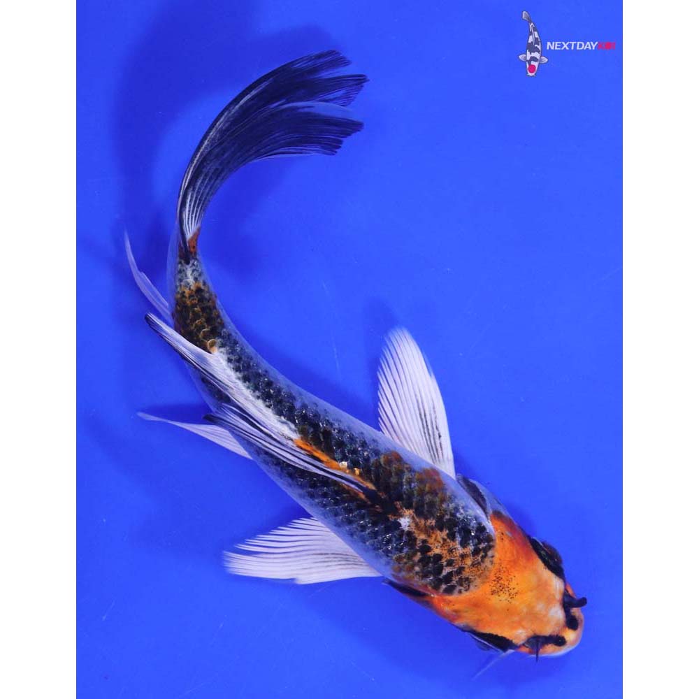 6.5” Imported Kujaku Butterfly Koi