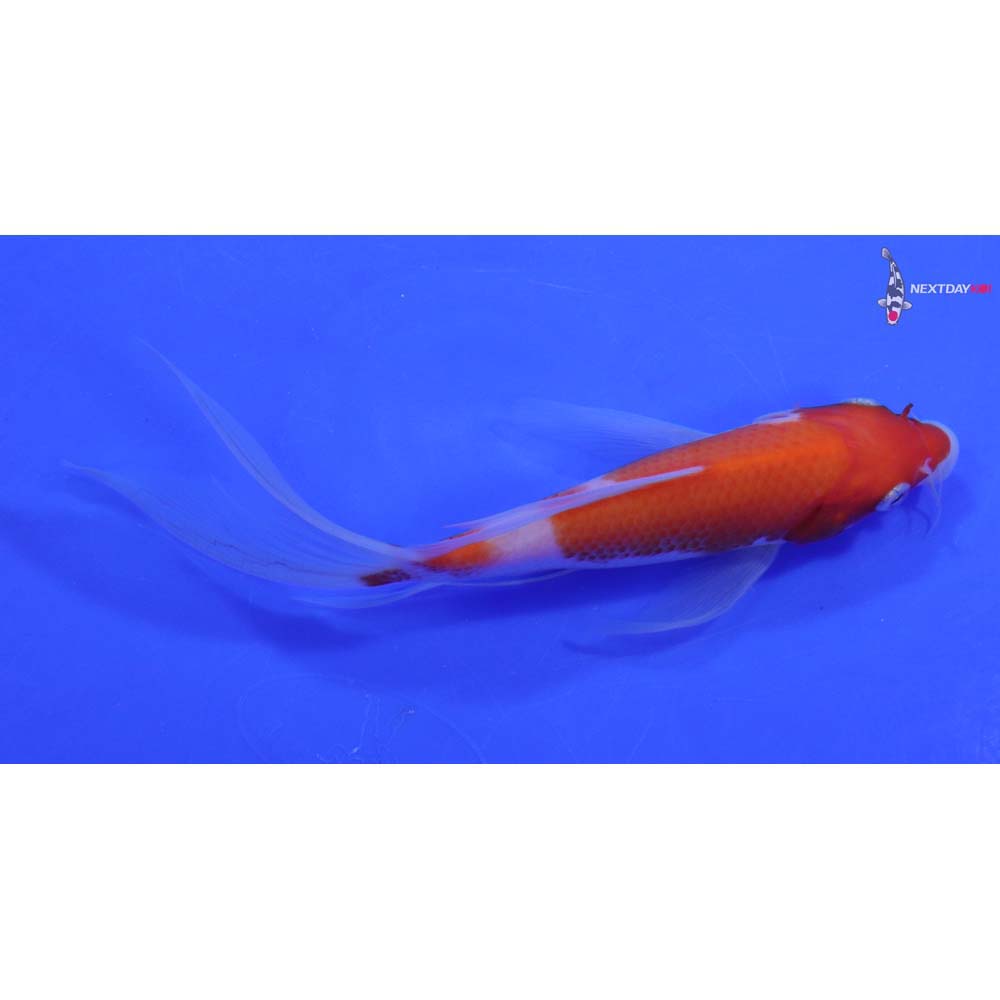 6.5” Imported Kohaku Butterfly Koi