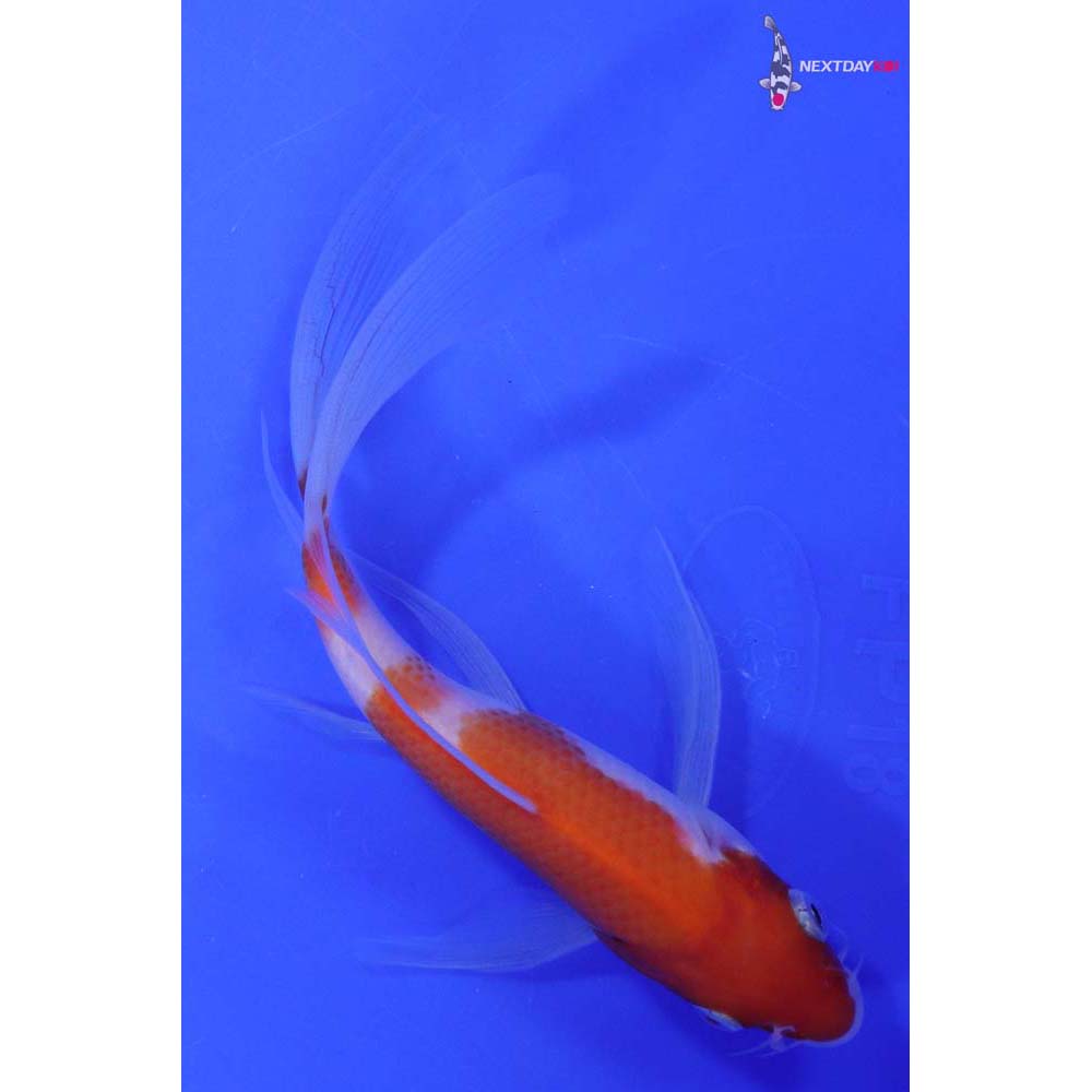 6.5” Imported Kohaku Butterfly Koi