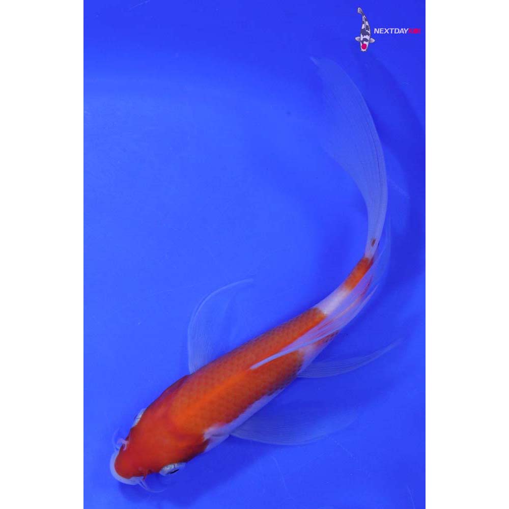 6.5” Imported Kohaku Butterfly Koi