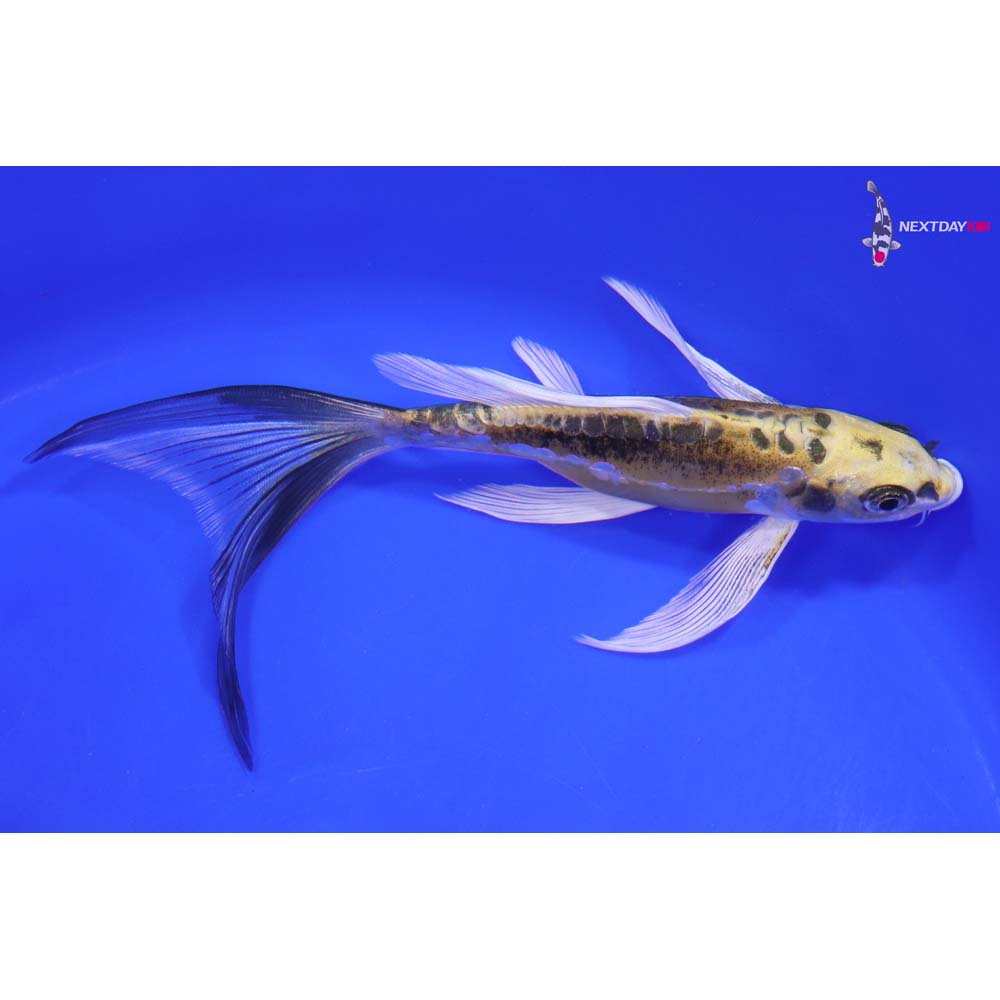 7” Imported Doitsu Kujaku Butterfly Koi